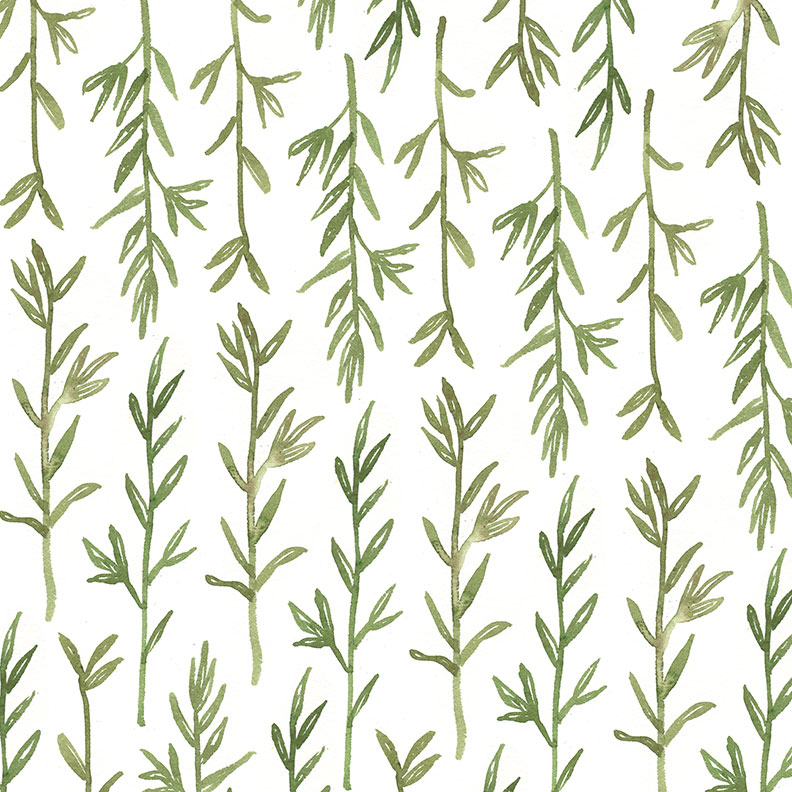 herb illustration
